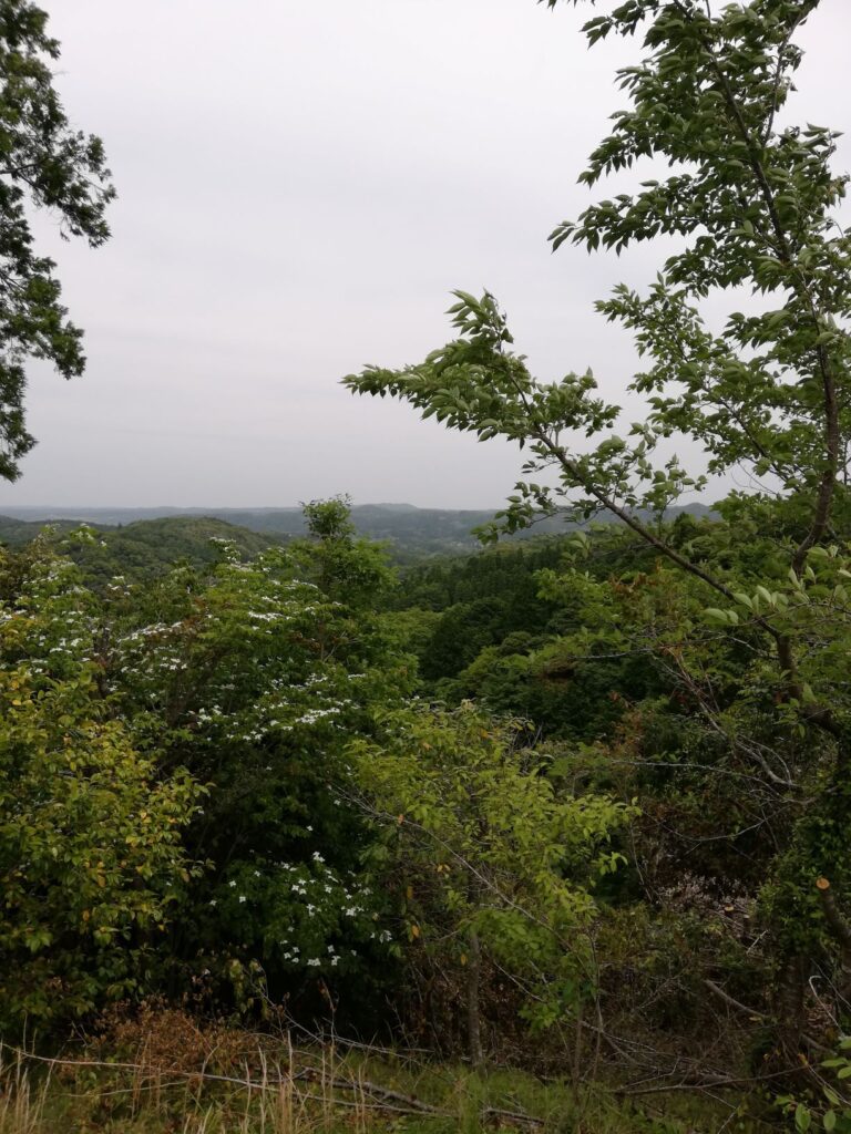 いちはらクオードの森
ハイキングコース
展望台からの景色